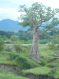 Baobab Baobab