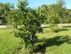 Nature's Gift Permaculture Farm Farm