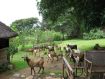 Nature's Gift Permaculture Farm Ziegen