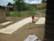 Maize drying