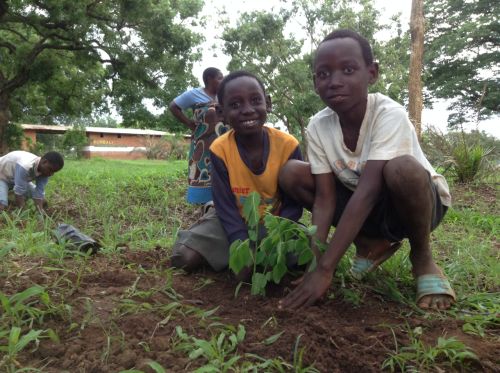 Tree planting 2017